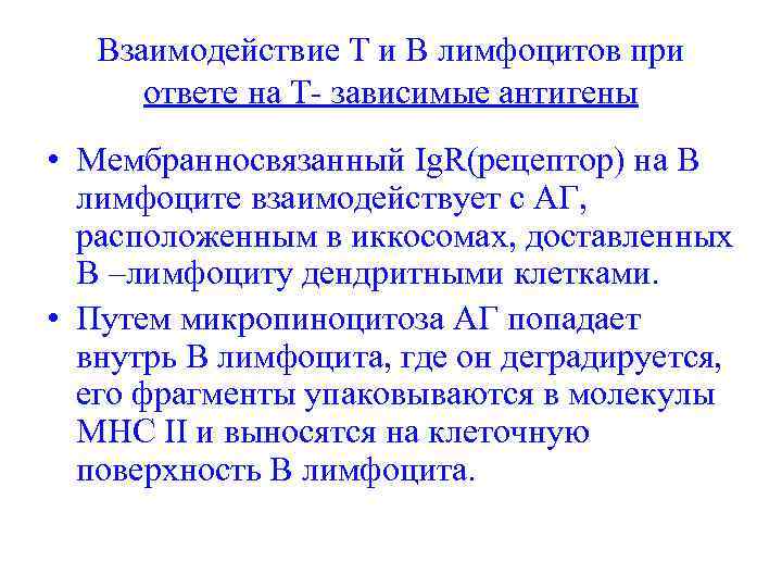 Взаимодействие Т и В лимфоцитов при ответе на Т- зависимые антигены • Мембранносвязанный Ig.