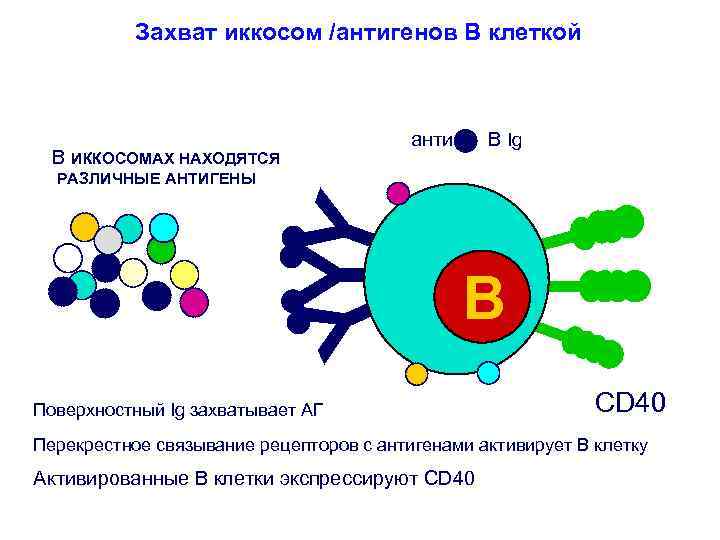 Захват иккосом /антигенов В клеткой В ИККОСОМАХ НАХОДЯТСЯ анти- B Ig Y Y Y