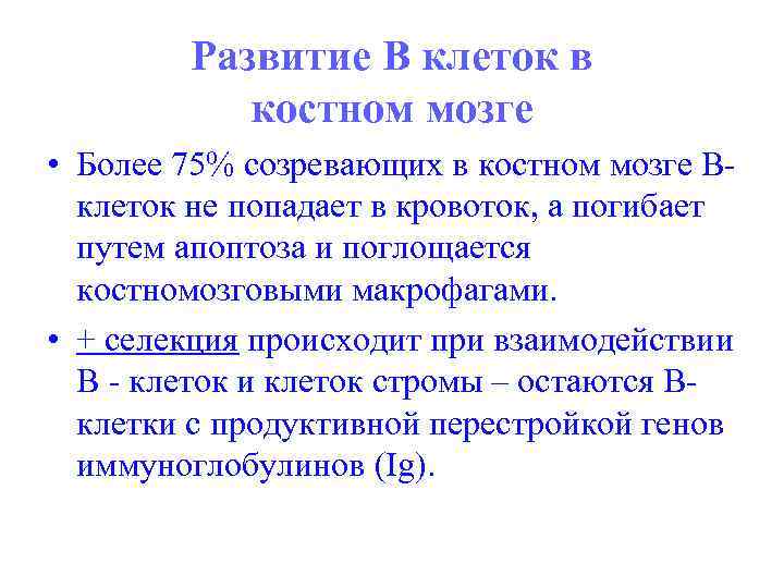 Развитие В клеток в костном мозге • Более 75% созревающих в костном мозге Вклеток