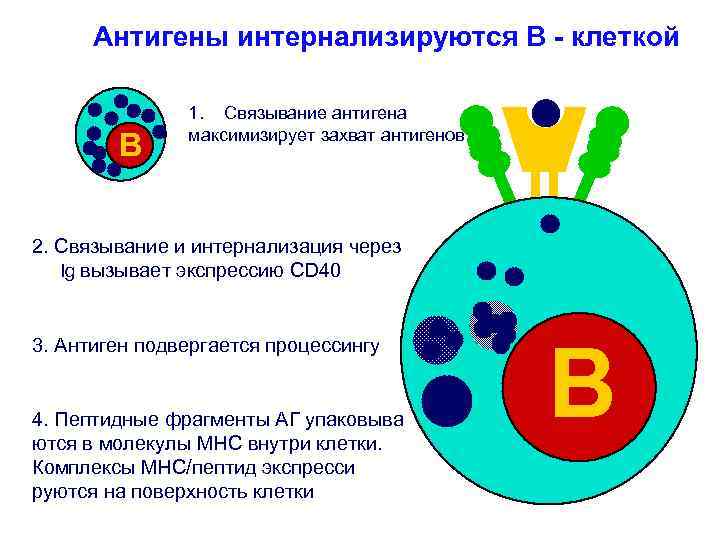 Антигены интернализируются В - клеткой B 1. Связывание антигена максимизирует захват антигенов 2. Связывание