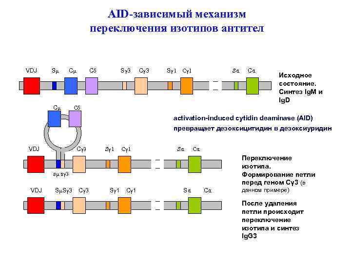 AID-зависимый механизм переключения изотипов антител VDJ Sμ Cμ Cμ Cδ Sγ 3 Cγ 3