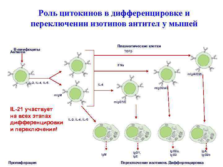 Роль цитокинов в дифференцировке и переключении изотипов антител у мышей Плазматические клетки В-лимфоциты Антиген