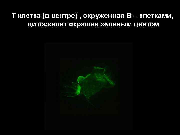 T клетка (в центре) , окруженная В – клетками, цитоскелет окрашен зеленым цветом 