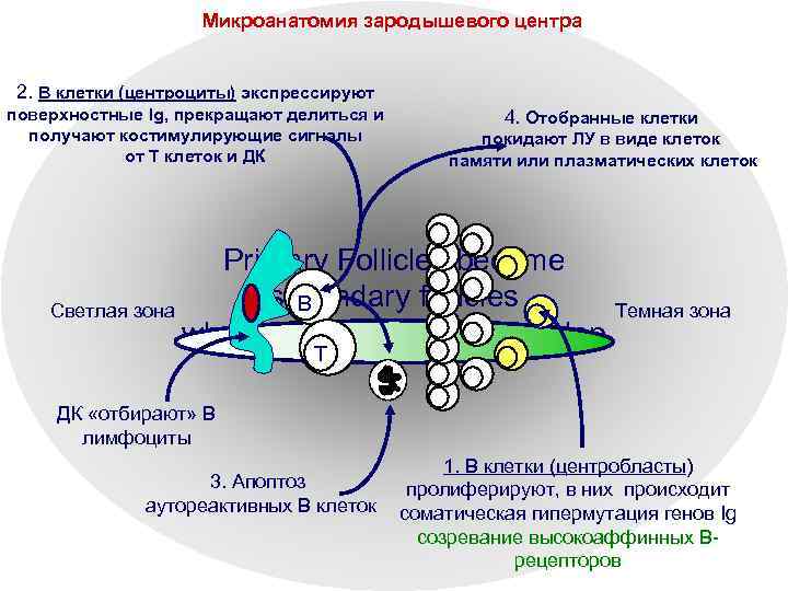 Микроанатомия зародышевого центра 2. B клетки (центроциты) экспрессируют поверхностные Ig, прекращают делиться и получают