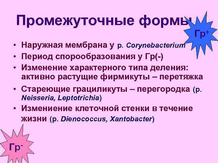  Промежуточные формы    Гр+ • Наружная мембрана у р. Cоrynebacterium •