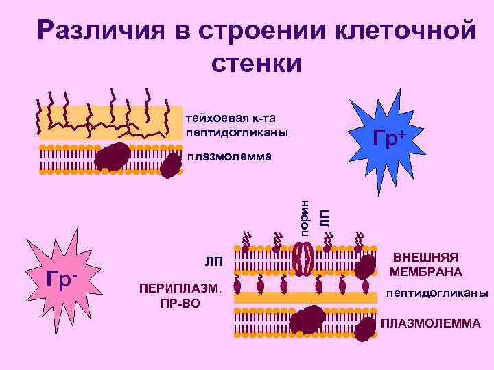 Различия в строении клеточной   стенки  тейхоевая к-та  пептидогликаны  