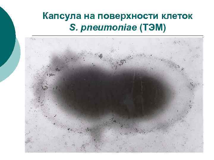 Капсула на поверхности клеток S. pneumoniae (ТЭМ) 