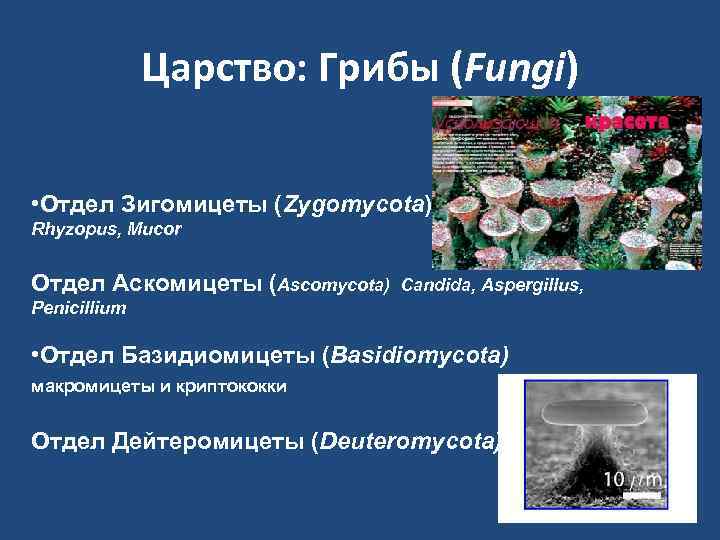    Царство: Грибы (Fungi)  • Отдел Зигомицеты (Zygomycota) Rhyzopus, Mucor 