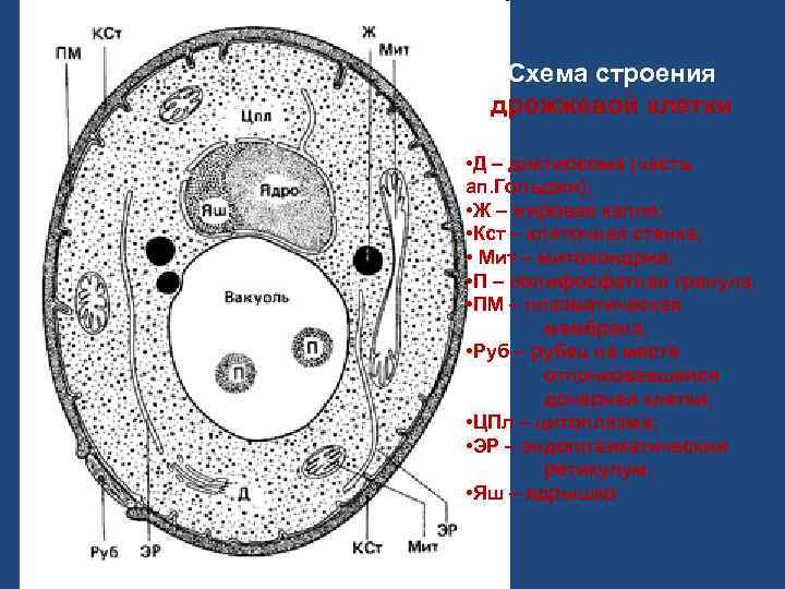   Схема строения  дрожжевой клетки  • Д – диктиосома (часть ап.