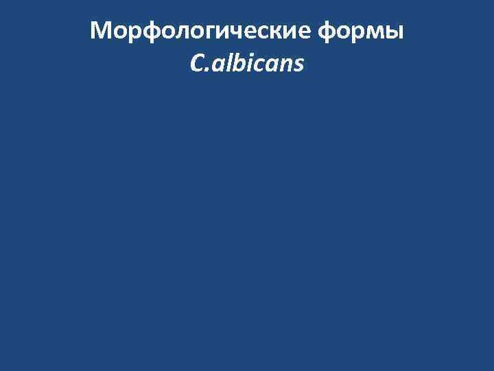 Морфологические формы  C. albicans 