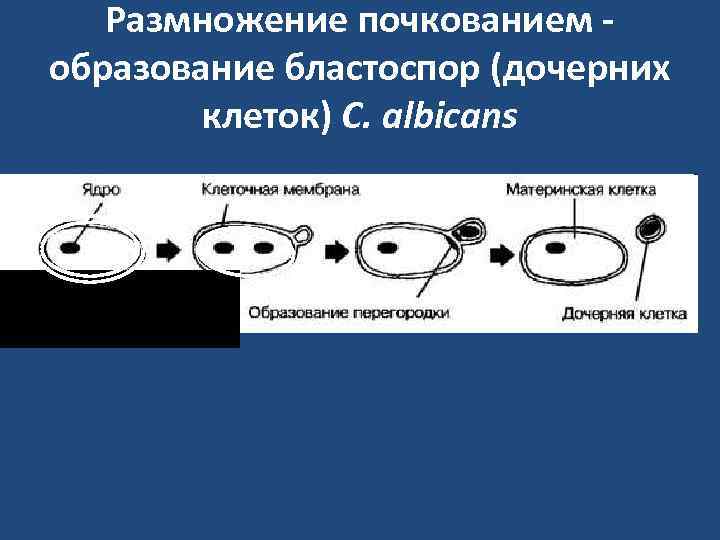   Размножение почкованием - образование бластоспор (дочерних   клеток) C. albicans 