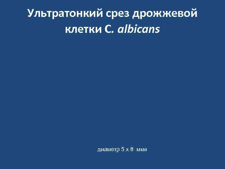 Ультратонкий срез дрожжевой  клетки С. albicans    диаметр 5 х 8