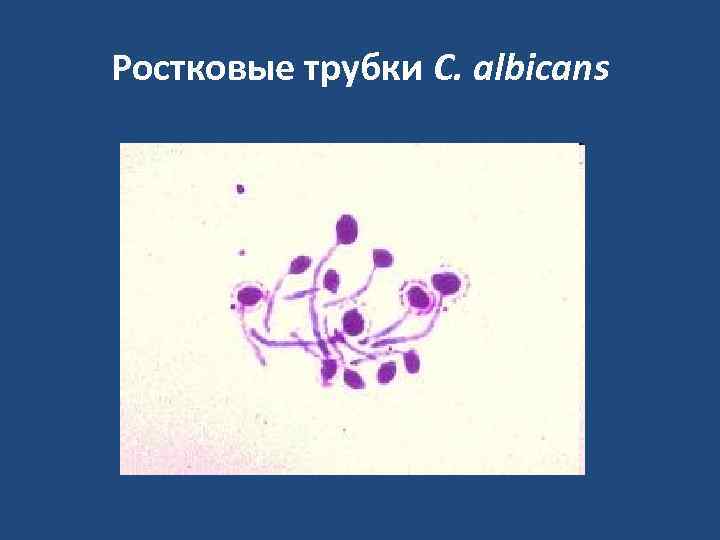 Ростковые трубки C. albicans 