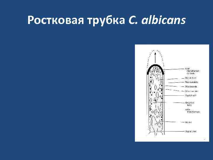 Ростковая трубка C. albicans 