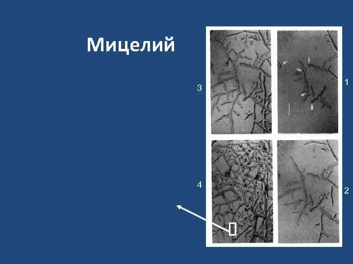 Мицелий    1  3    4   