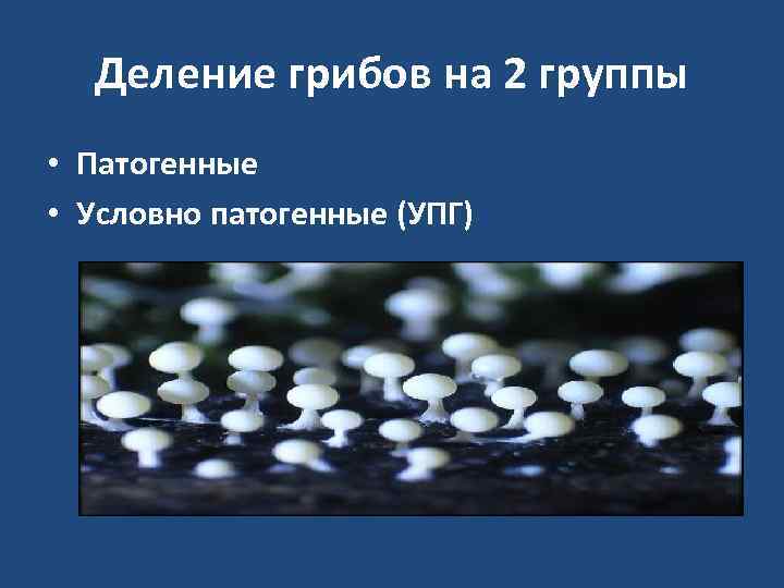  Деление грибов на 2 группы • Патогенные • Условно патогенные (УПГ) 