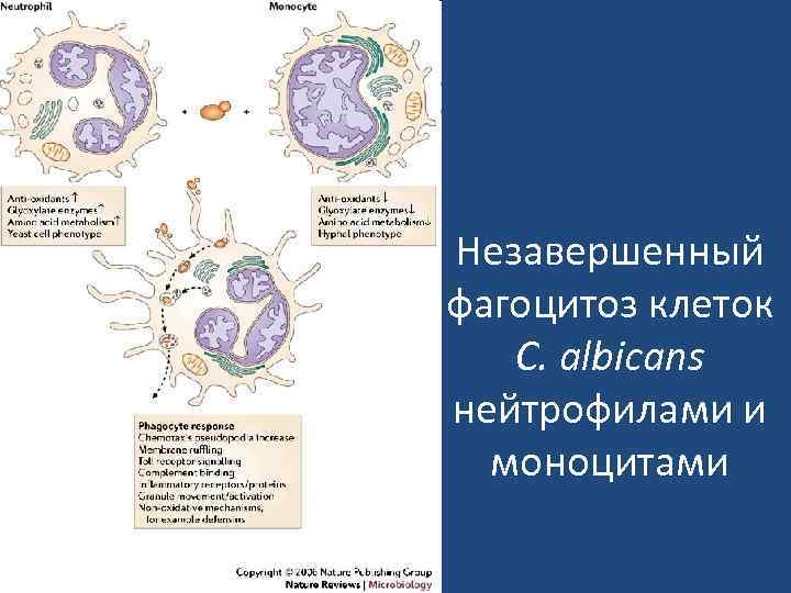 Незавершенный фагоцитоз клеток  C. albicans нейтрофилами и  моноцитами 