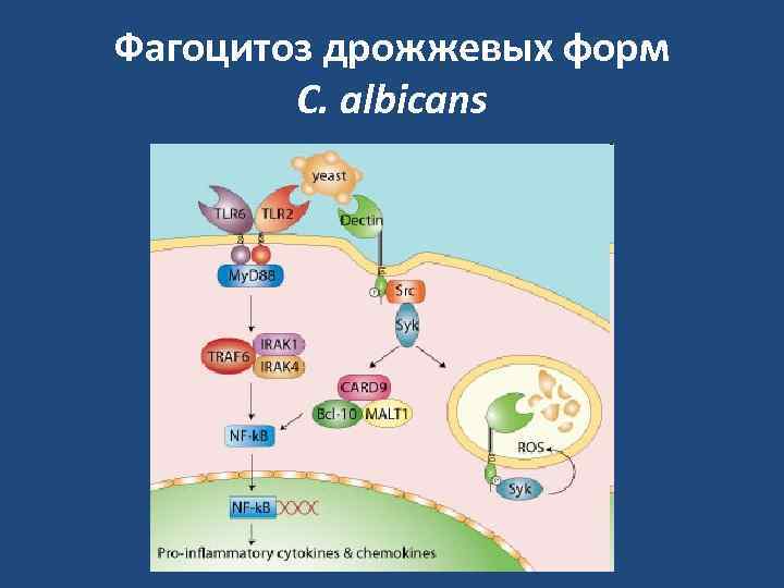 Фагоцитоз дрожжевых форм   C. albicans 