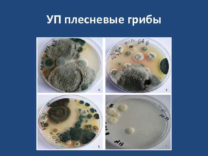 УП плесневые грибы 