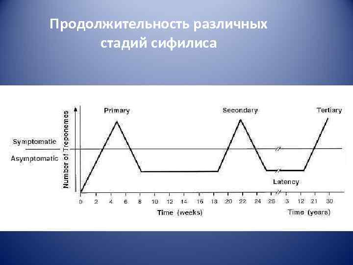 Продолжительность различных  стадий сифилиса 