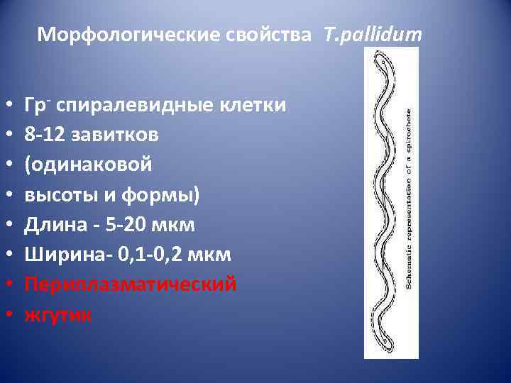  Морфологические свойства T. pallidum  •  Гр- спиралевидные клетки •  8