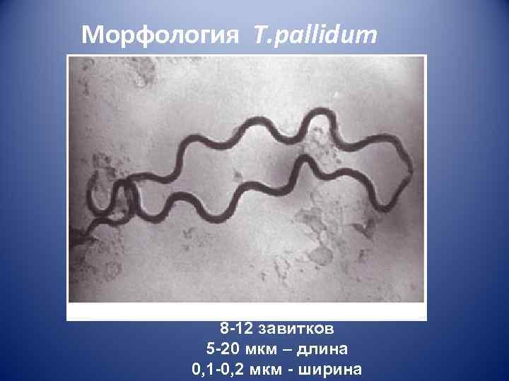Морфология T. pallidum    8 -12 завитков   5 -20 мкм