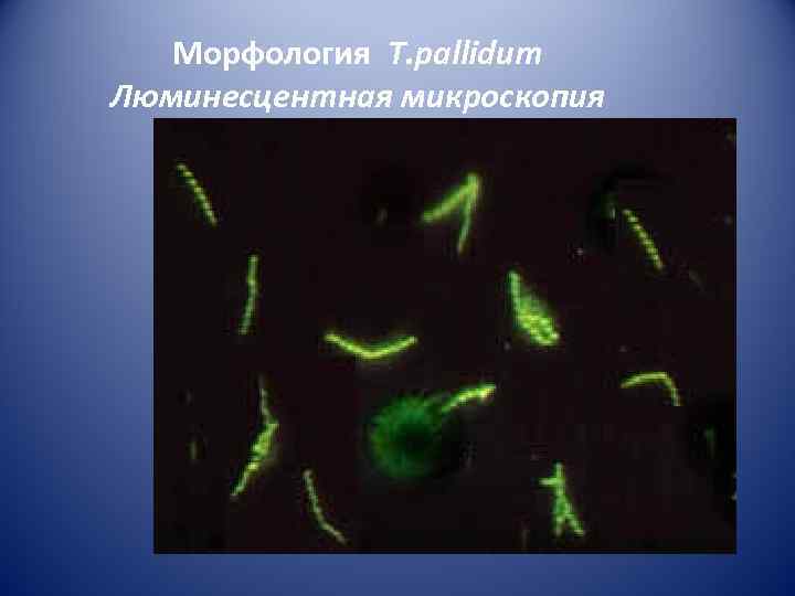   Морфология T. pallidum Люминесцентная микроскопия 