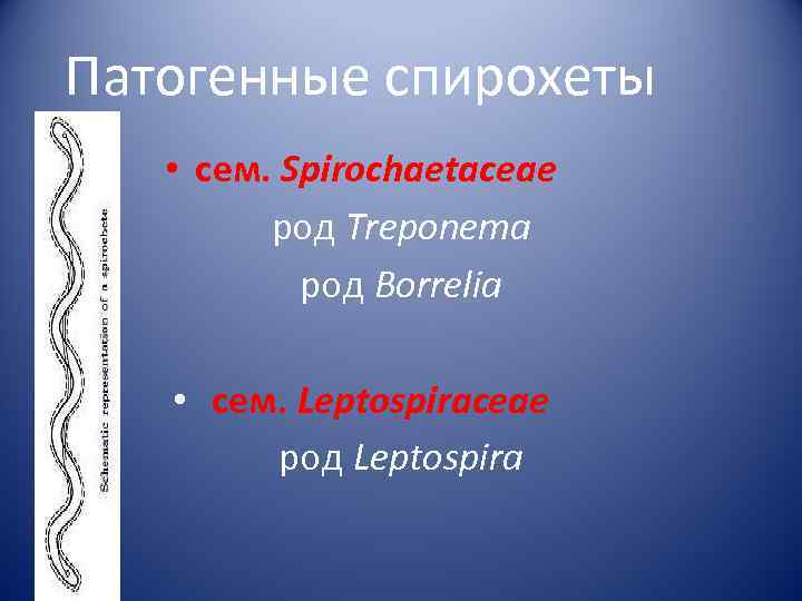 Патогенные спирохеты • сем. Spirochaetaceae   род Treponema  род Borrelia • сем.