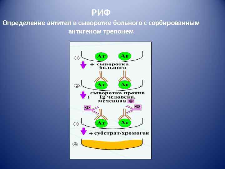      РИФ Определение антител в сыворотке больного с сорбированным 