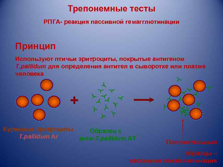    Трепонемные тесты  РПГА- реакция пассивной гемагглютинации  Принцип  Используют