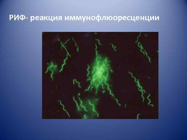 Реакция иммунофлюоресценции презентация