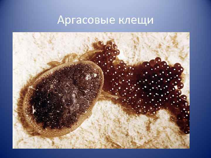 Аргасовые клещи 