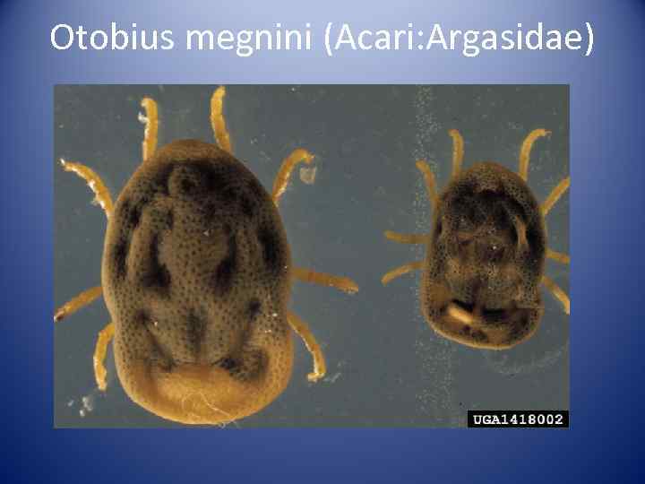 Otobius megnini (Acari: Argasidae) 