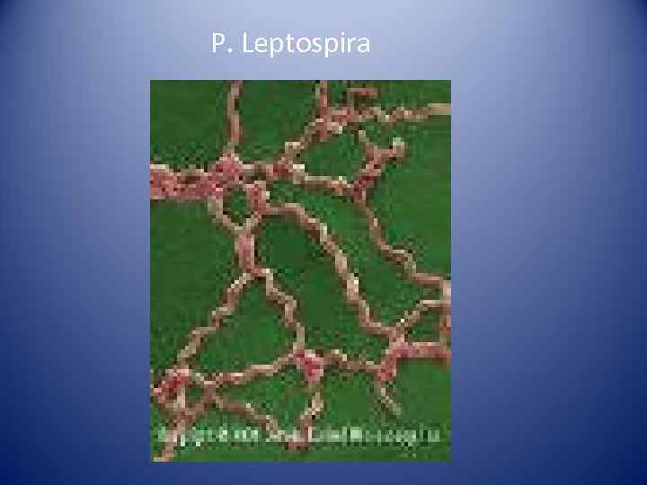 Р. Leptospira 