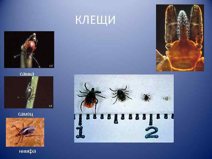   КЛЕЩИ  самка самец нимфа 