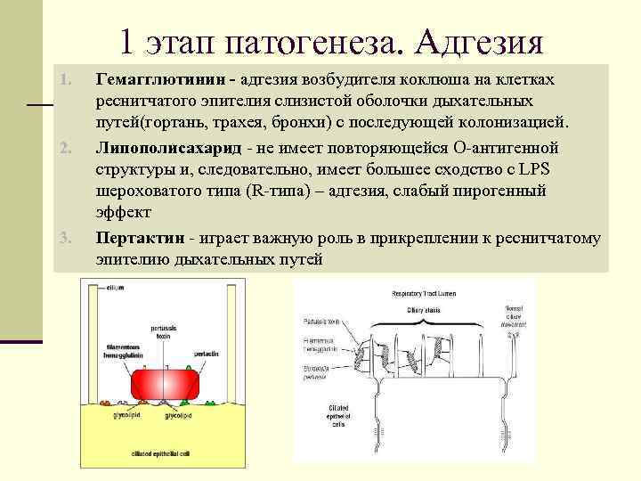   1 этап патогенеза. Адгезия 1.  Гемагглютинин - адгезия возбудителя коклюша на