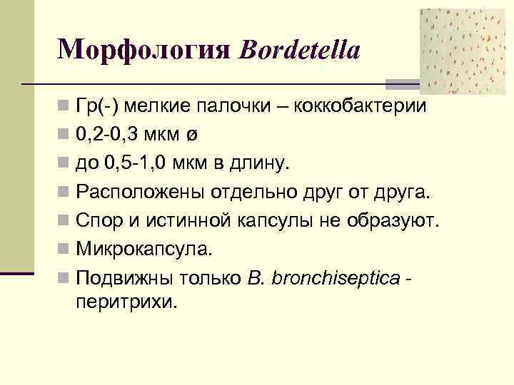 Морфология Bordetella n Гр(-) мелкие палочки – коккобактерии n 0, 2 -0, 3 мкм