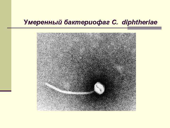 Умеренный бактериофаг C. diphtheriae 