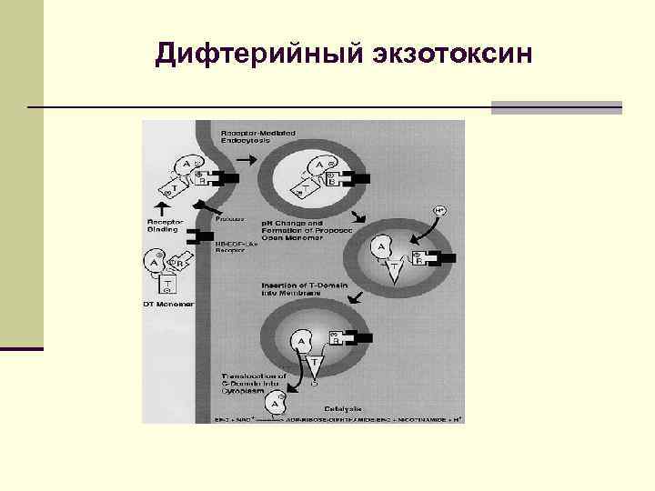 Экзотоксин