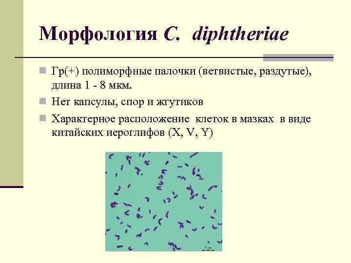 Полиморфная палочка в мазке у женщин