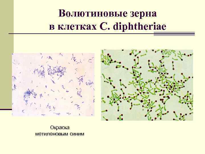 Окраска метиленовым синим