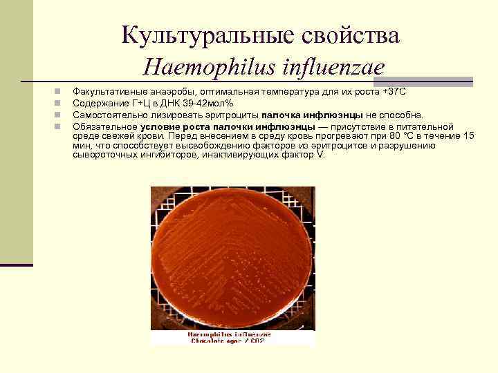    Культуральные свойства    Haemophilus influenzae n  Факультативные анаэробы,