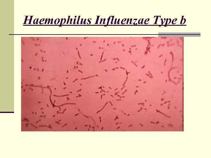 Haemophilus Influenzae Type b 