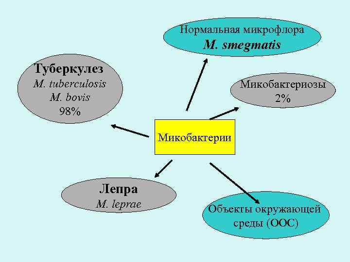       Нормальная микрофлора      M.