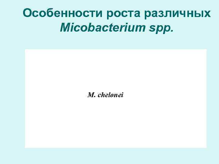 Особенности роста различных Micobacterium spp.    М. chelonei 