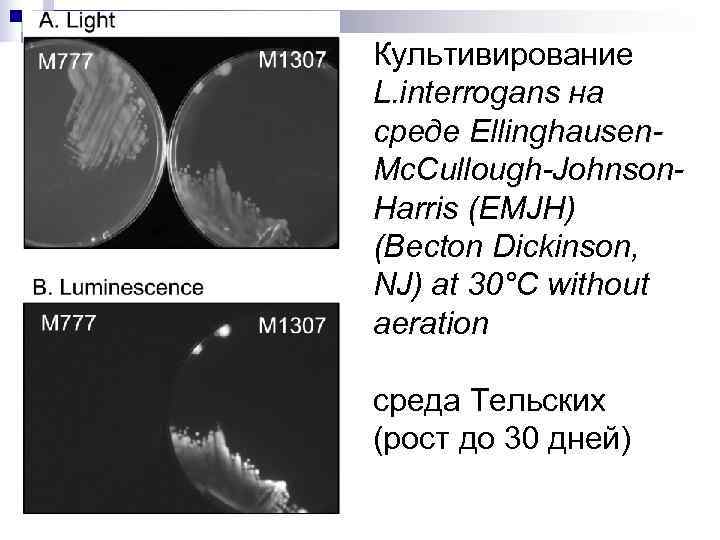 Культивирование L. interrogans на среде Ellinghausen- Mc. Cullough-Johnson- Harris (EMJH) (Becton Dickinson, NJ) at