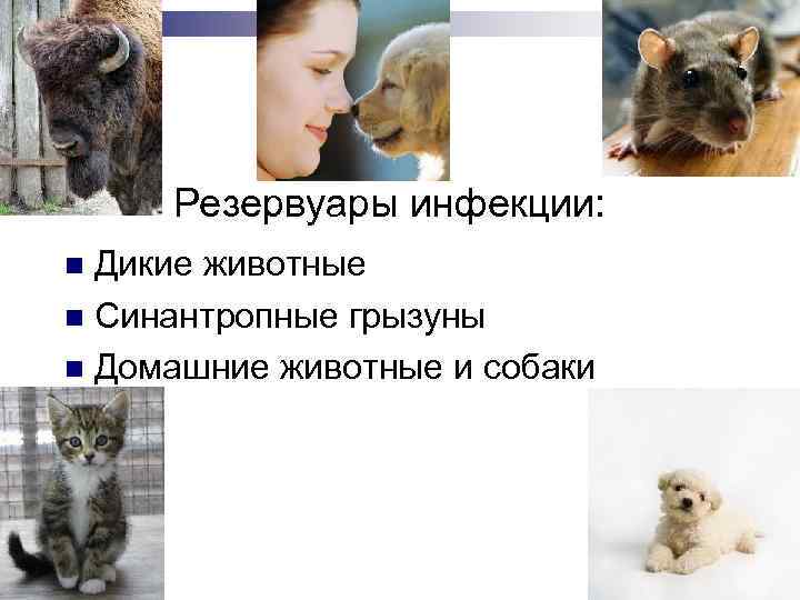  Резервуары инфекции: n Дикие животные n Синантропные грызуны n Домашние животные и собаки