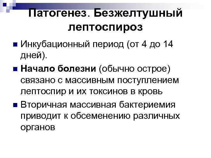   Патогенез. Безжелтушный  лептоспироз n Инкубационный период (от 4 до 14 