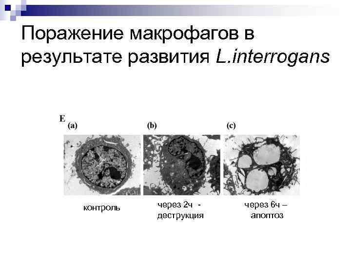Поражение макрофагов в результате развития L. interrogans  контроль  через 2 ч -