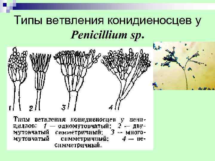 Типы ветвления конидиеносцев у   Penicillium sp. 